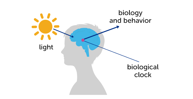 Graphic showing parts of the brain