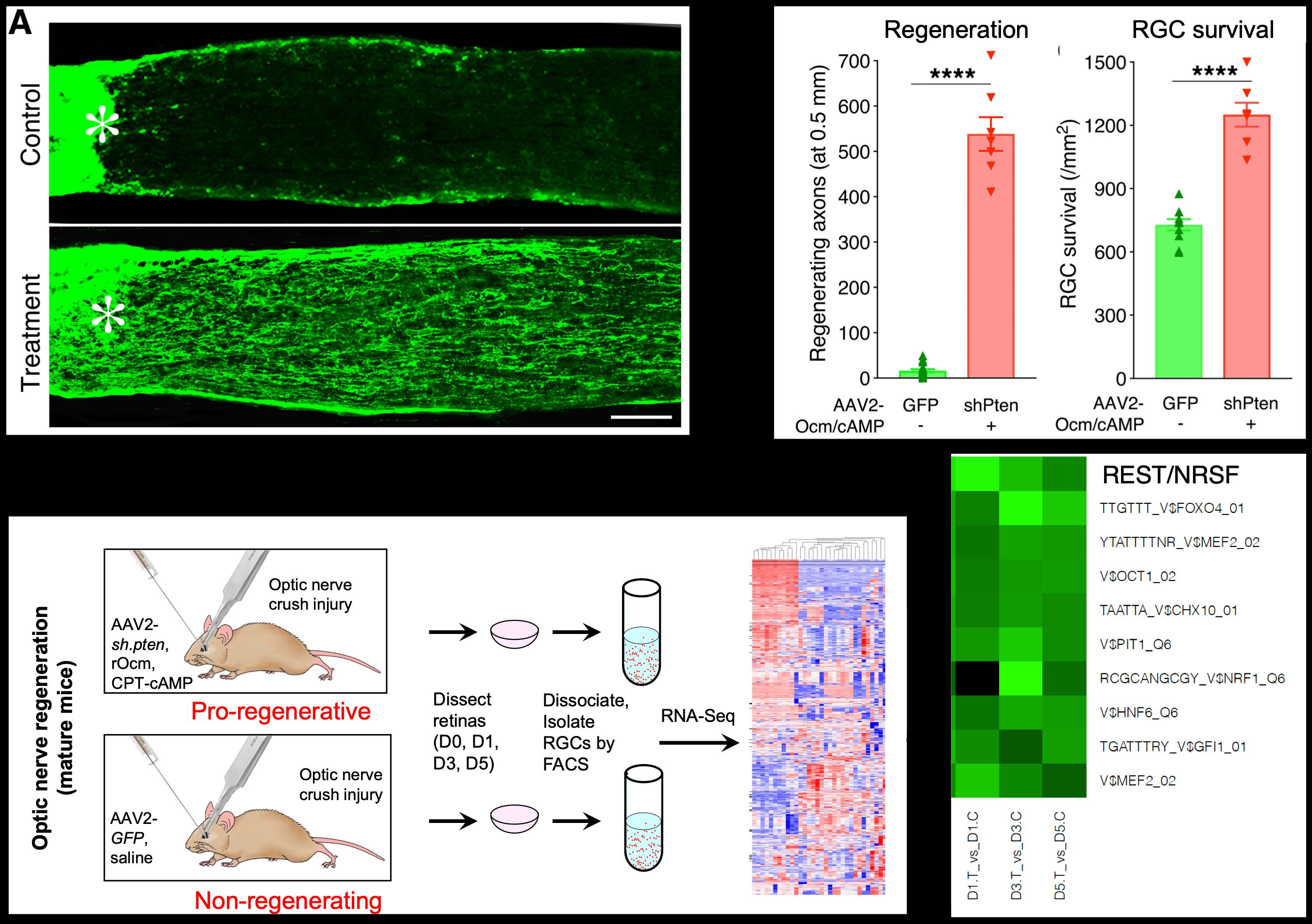 Four infographics showing transcriptional regulation.