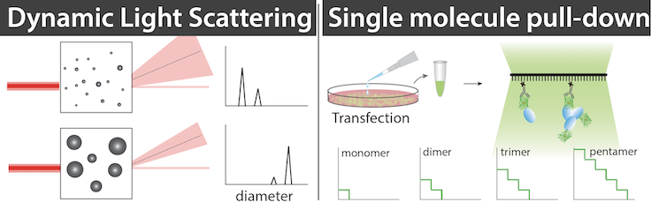 two boxes illustrating Dynamic Light scattering and Single molecule pull-down