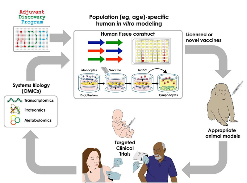 Discovery and development of precision vaccines may include a series of sequential approaches including system biology analysis of biosamples from clinical trials to define vaccine-induced cellular and molecular signatures that correlate with immunogenicity, thereby generating new mechanistic hypotheses; use of human in vitro systems for hypothesis testing and targeted adjuvant discovery employing population-specific biosamples, selection of appropriate animal models and clinical trials in specific vulnerable populations.