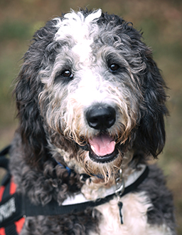 Stewie the Dog - Westwood-Mansfield Pediatrics