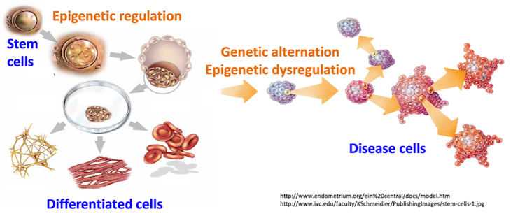 Chen lab diagram.