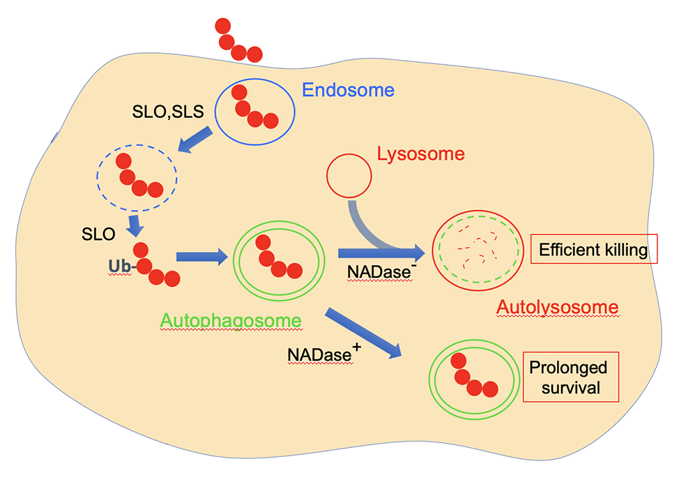 illustration of streptococcal toxins in phases