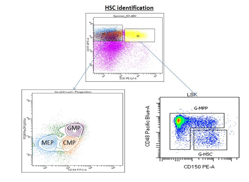 HSC identification