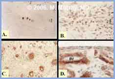 Histology figure