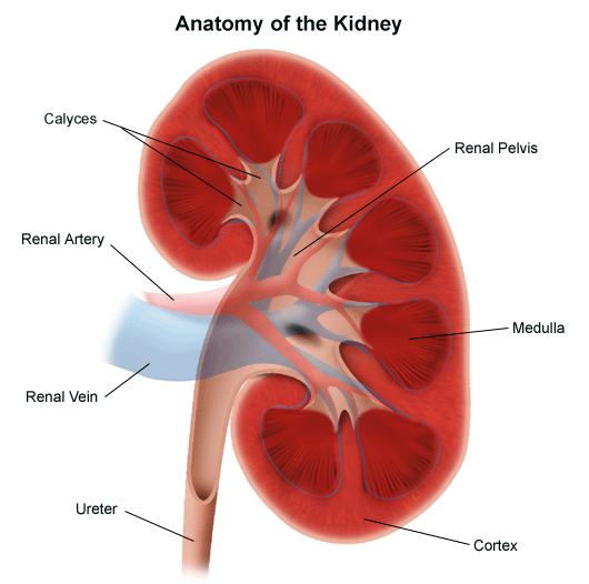 Kidney