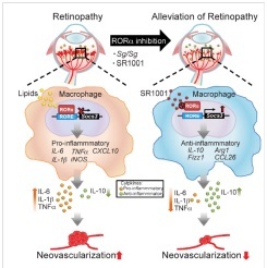 Diagram of RORa in Pathological Neovascularization