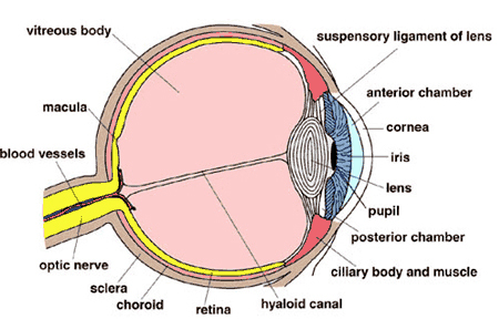 retina