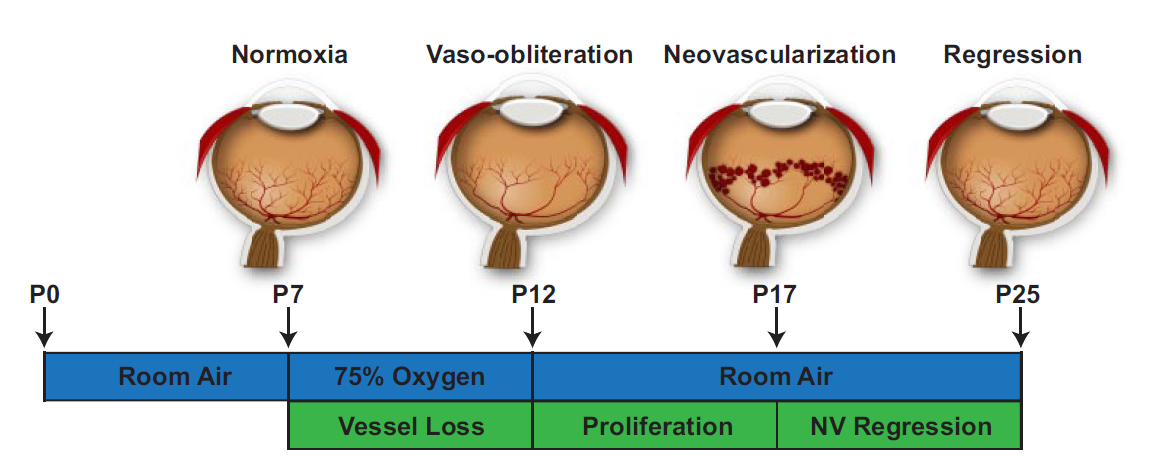 OIR Model Schematic