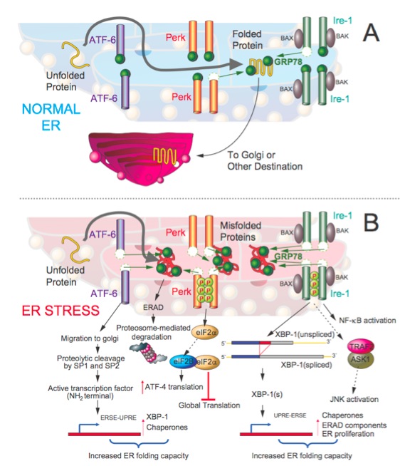 Endoplasmic-Reticulum-(ER)-stress/unfolded-protein-response-(UPR) 