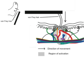 Quantitative Sensory Testing 