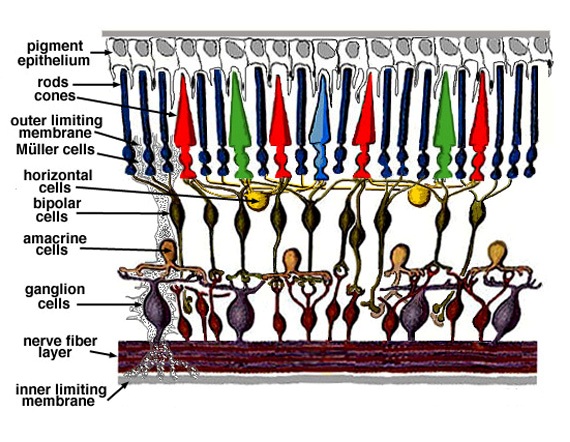 Retinal Layers