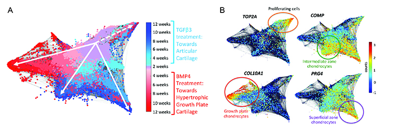 Figure: Molecular analysis of hESC-derived chondrogenesis towards the articular or growth plate lineages at single cell resolution. (A) Representative STITCH plot illustrates cellular trajectories of hESC-derived chondrocytes as they differentiate into articular (blues) or growth plate-like (reds) cartilage. (B) Feature plots illustrate mRNA counts of marker genes representing distinct cartilage zones. The most mature chondrocyte cells are present at the latest timepoints (12 weeks) localized at the ends of each respective branch.